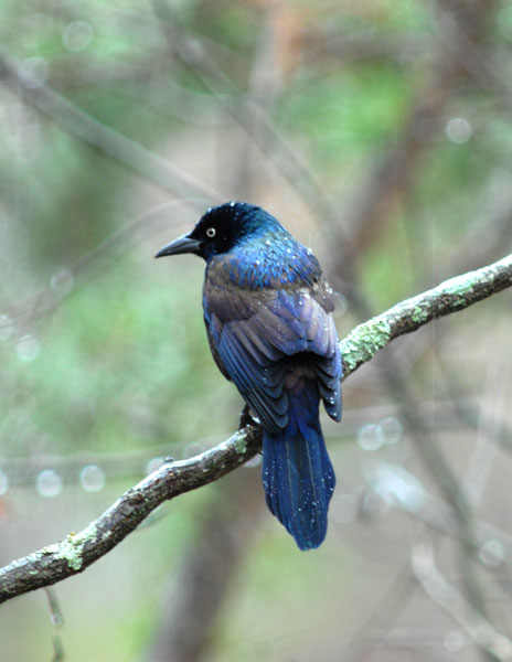 Common Grackle