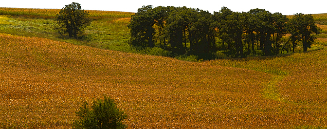 Trees Standing Sentry over the Fields CCS