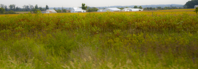 Farm, Field, and Grasses in Late Summer