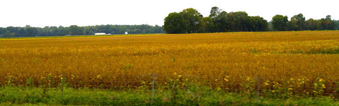 Fence Line and Fields