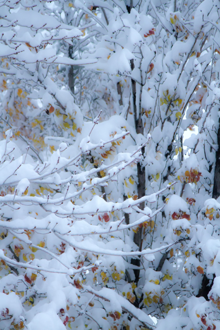 Autumn Leaves and First Snow