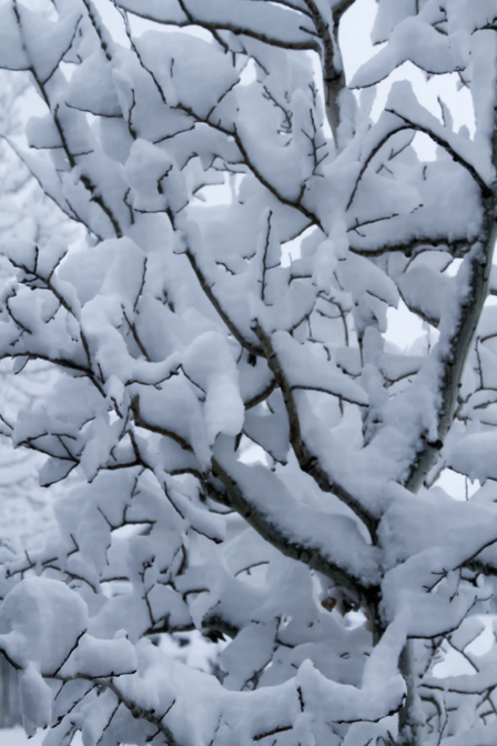 Morning Snow