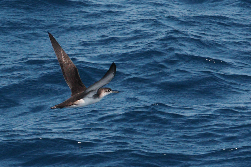 Yelkouan (Levantine) shearwater, Samothraki, Greece, September 2008