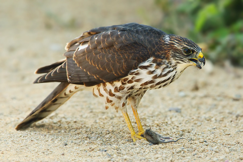 Levant sparrowhawk, Keramoti, Greece, September 2008