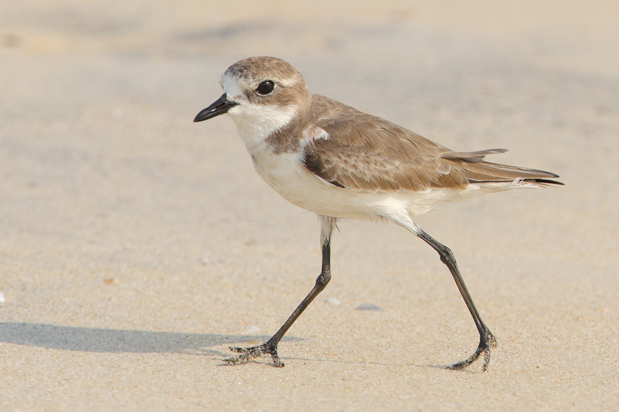 Lesser sand plover (charadrius mongolus), Allepey. India, January 2010