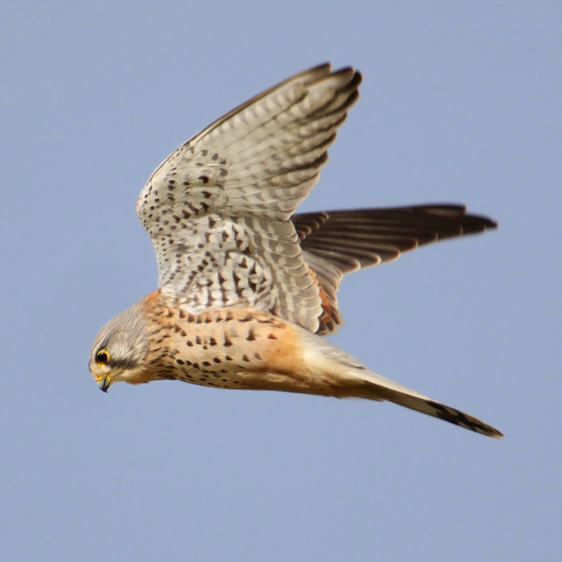 Common kestrel (falco tinnunculus), Romanel-sur-Morges, Switzerland, March 2010