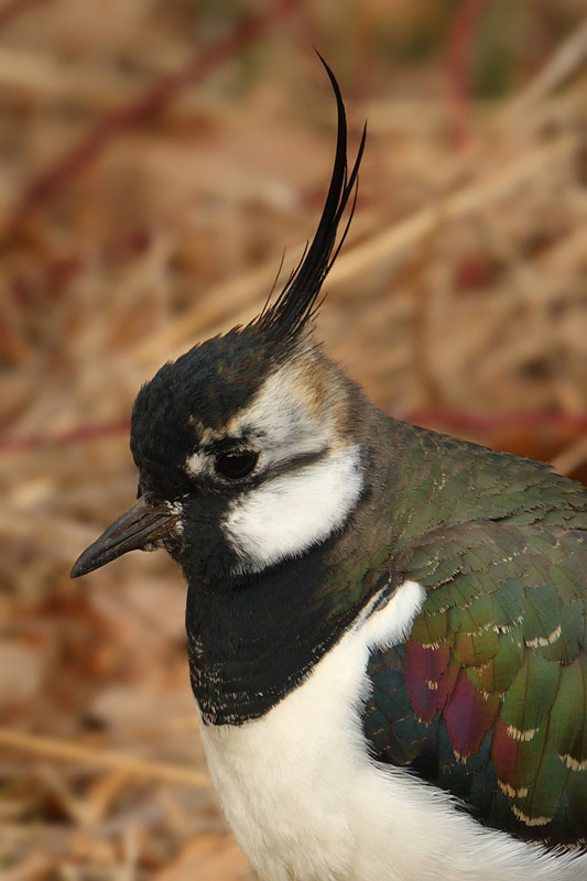 Lapwing (peewit, green plover, vanellus vanellus), Villars-Bozon, Switzerland, March 2010