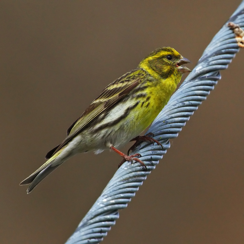 European serin (serinus serinus), Chamoson, Switzerland, June 2010
