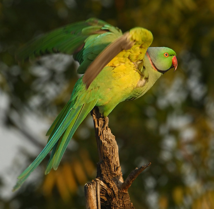 Rose-ringed parakeet (psittacula krameri), Jaipur, India, December 2009