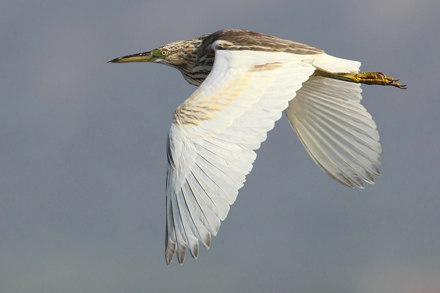 Squacco heron (ardeola ralloides), Gialova, Greece, September 2010