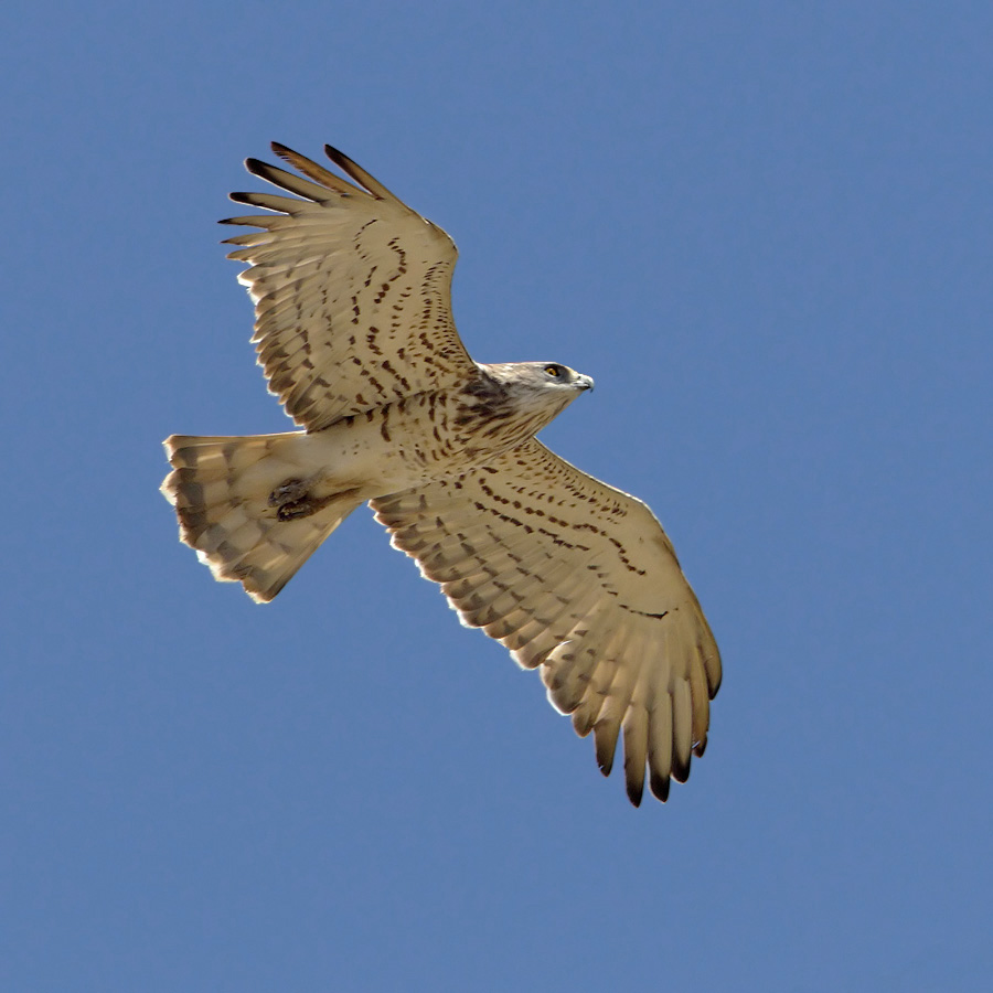 Short-toed eagle (circaetus gallicus), Petrochori, Greece, September 2010