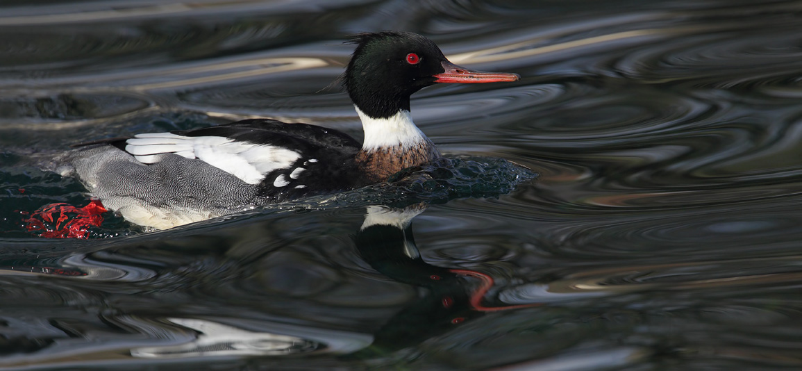 Red-breasted merganser (mergus serrator), Saint-Prex, Switzerland, November 2010