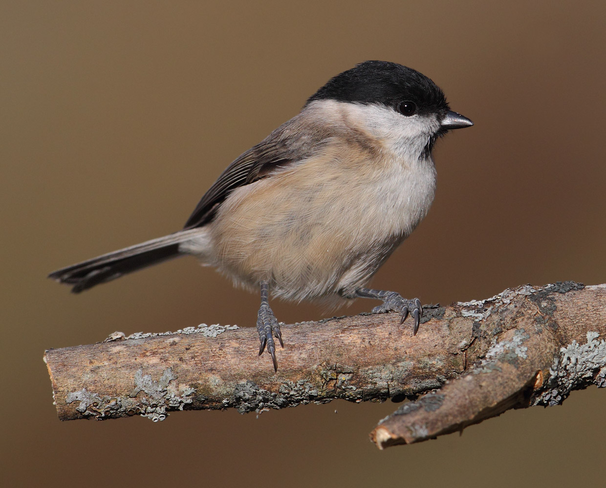 Marsh tit (peocile palustris), Ayer, Switzerland, November 2012