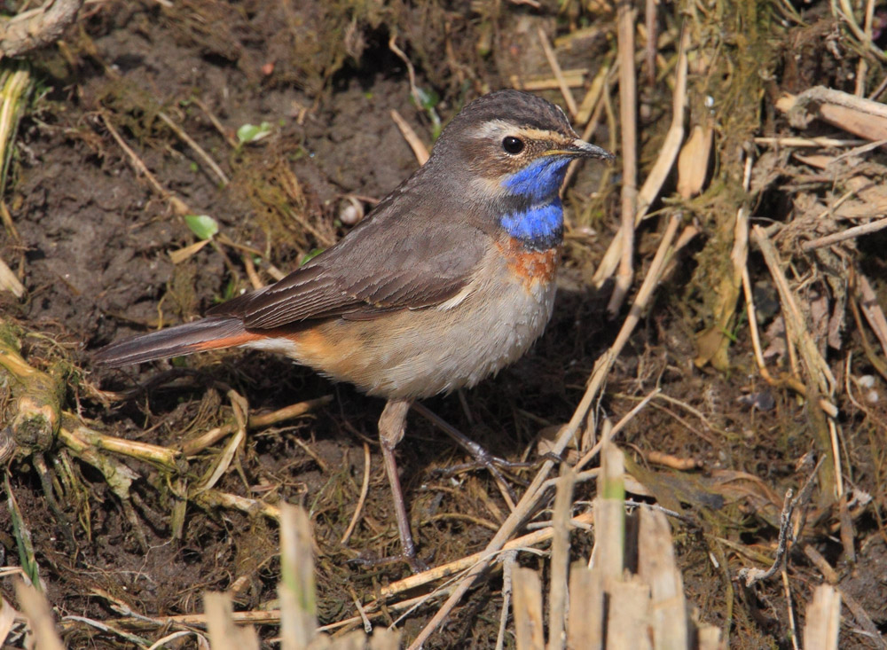 White-spotted bluethroat (luscinia svecica), Chavornay, Switzerland, March 2013