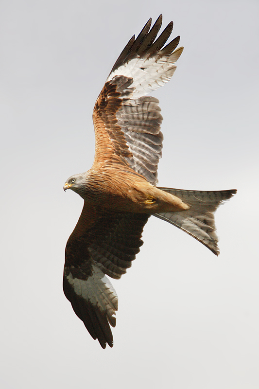 Red kite, Chrmmi, Switzerland, May 2007