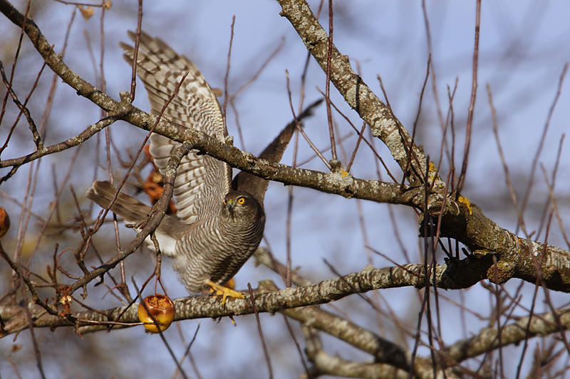 Sparrowhawk, Mont-la-Ville, Switzerland, December 2007