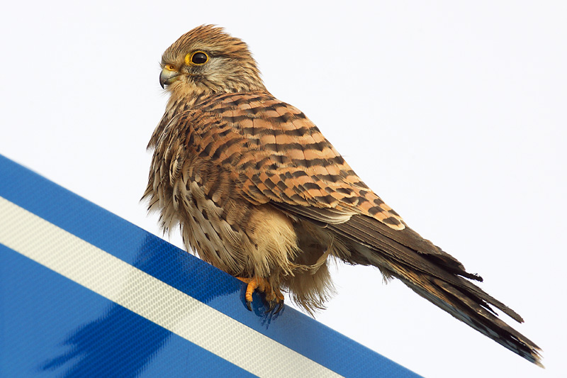 Common kestrel, Romanel-sur-Morges, Switzerland, December 2007
