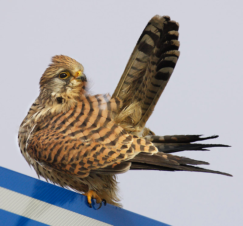 Common kestrel, Romanel-sur-Morges, Switzerland, December 2007