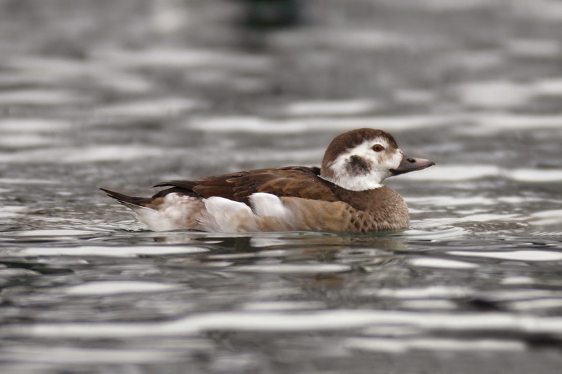 Long-tailed duck (clangula hyemalis), Rolle, Switzerland, December 2007