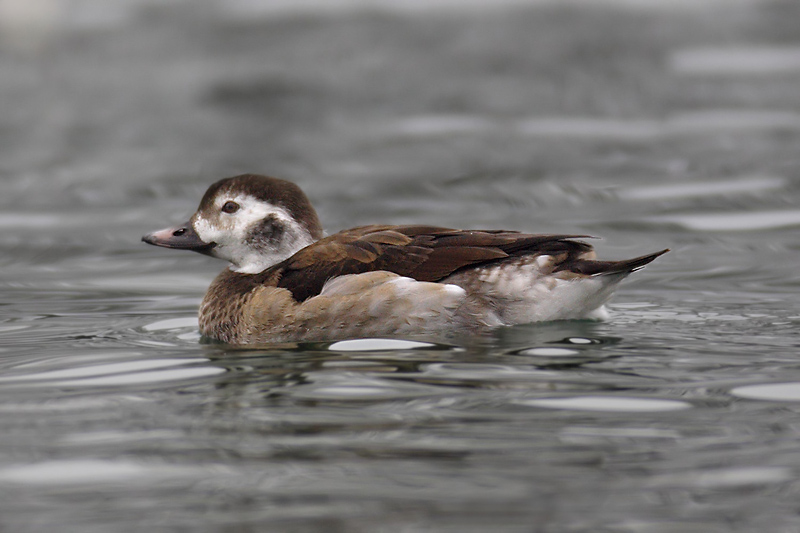 Long-tailed duck (clangula hyemalis), Rolle, Switzerland, December 2007