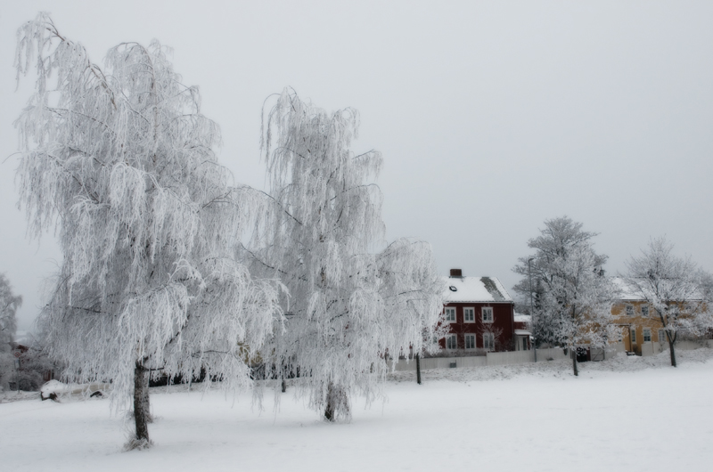 White trees