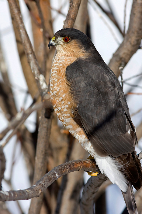 Sharp-shinned Hawk
