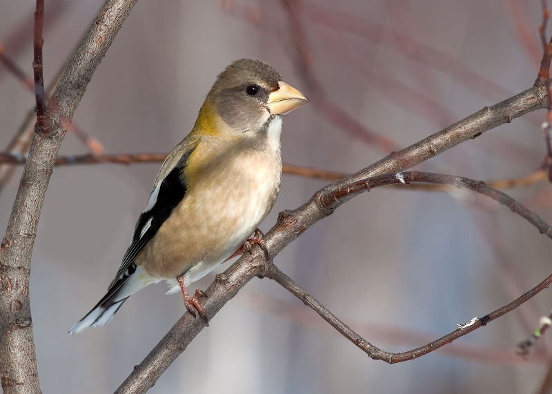 EVENING GROSBEAK (female)