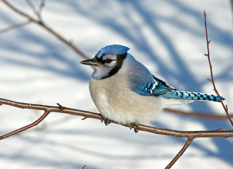 Blue Jay