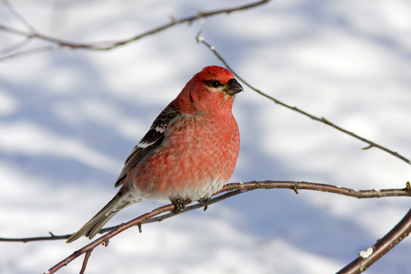 Pine Grosbeak