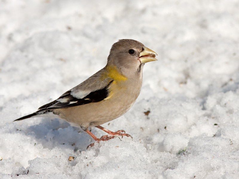 EVENING GROSBEAK (female)