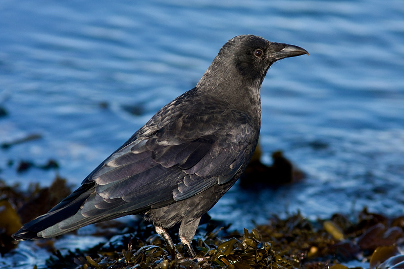 American Crow (Northwestern subspecies)