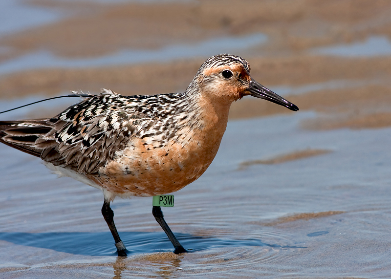 Red Knot (P3M)