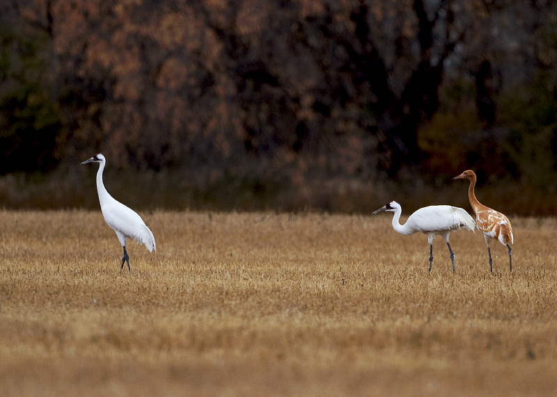 Whooping Crane