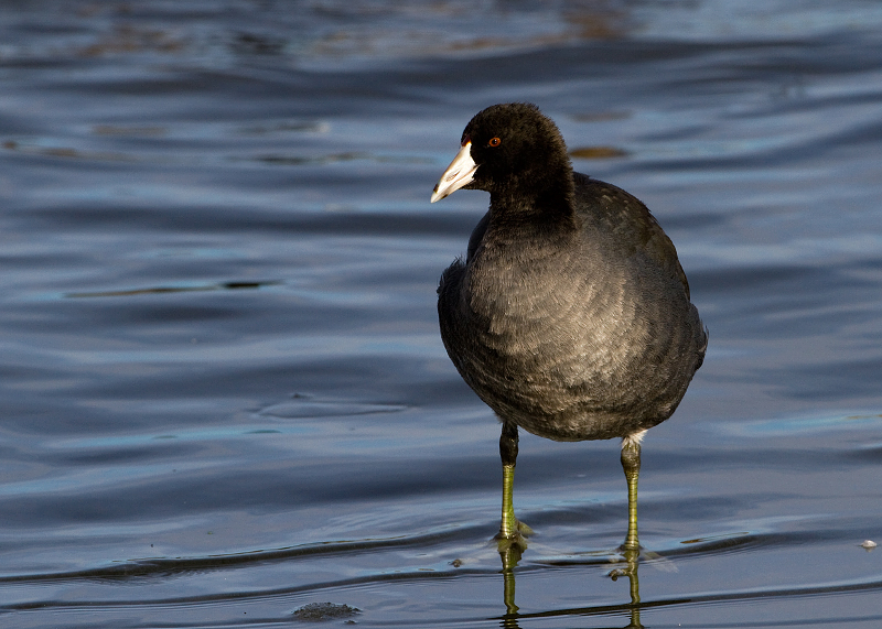 American Coot