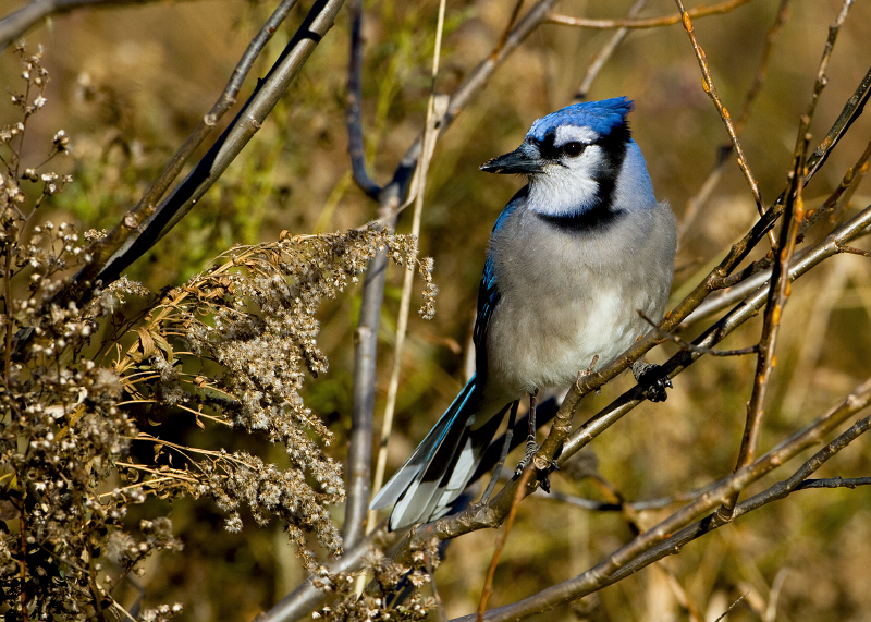 Blue Jay