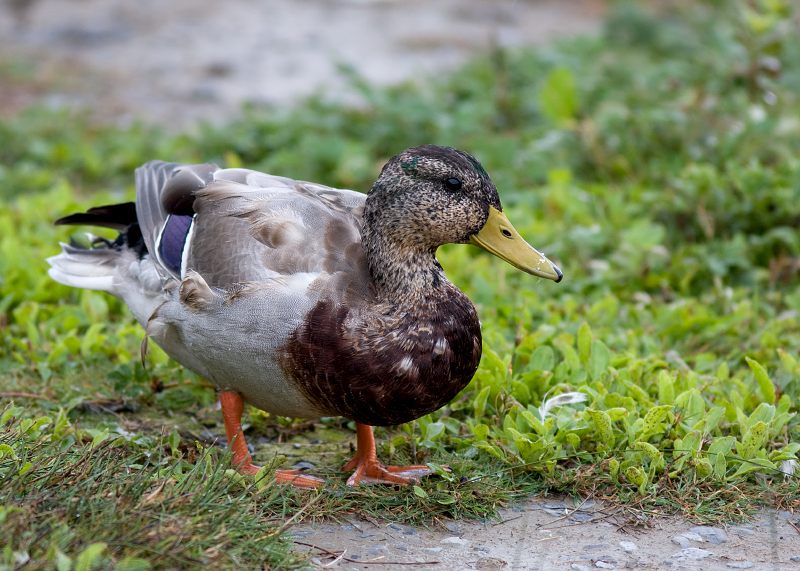 Mallard