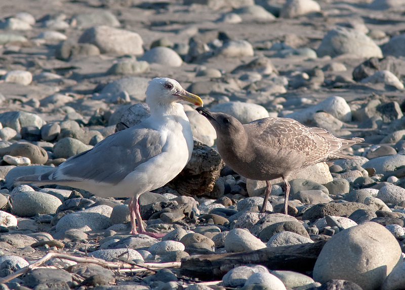 Glaucous-winged Gull