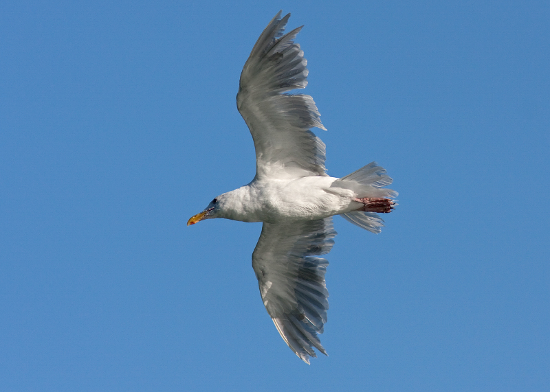 Glaucous-winged Gull