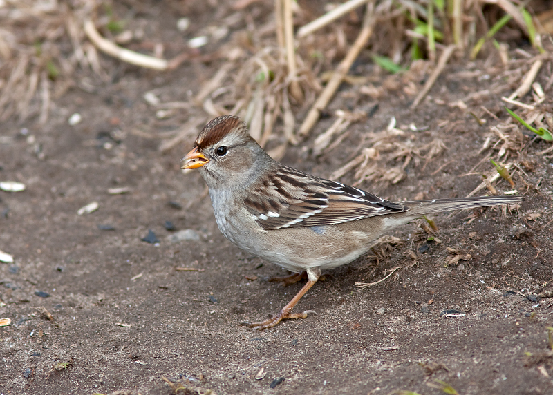 White-crowned Sparrow