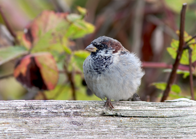 House Sparrow