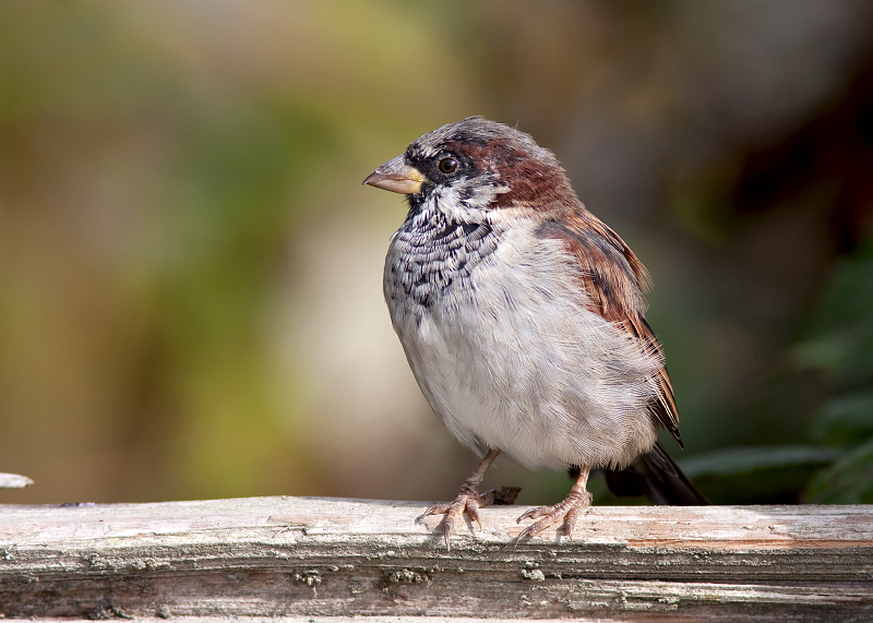 House Sparrow