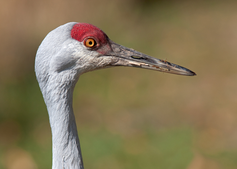 Sandhill Crane