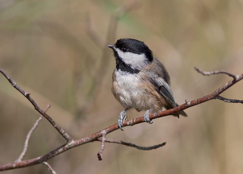 Black-capped Chickadee