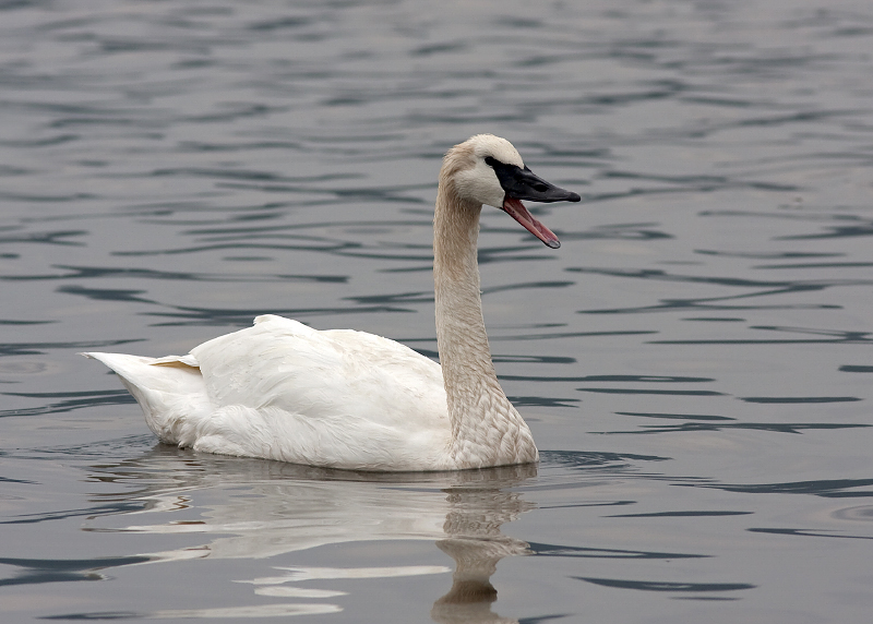 Trumpeter Swan