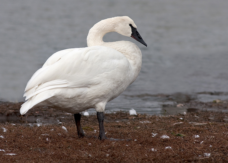 Trumpeter Swan