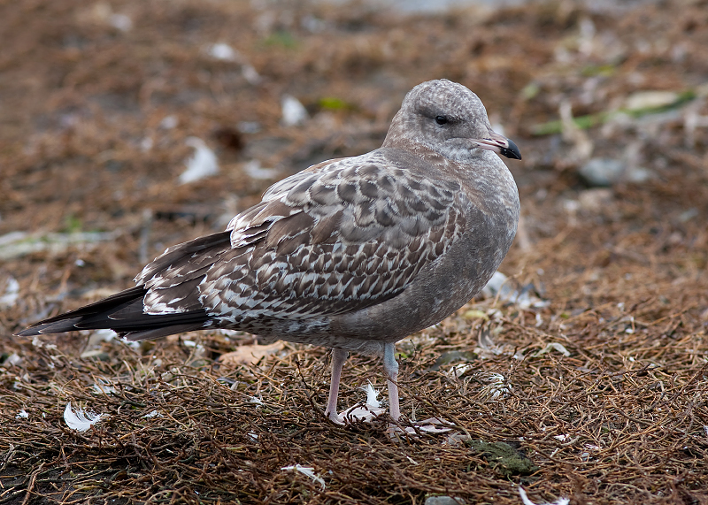 California Gull