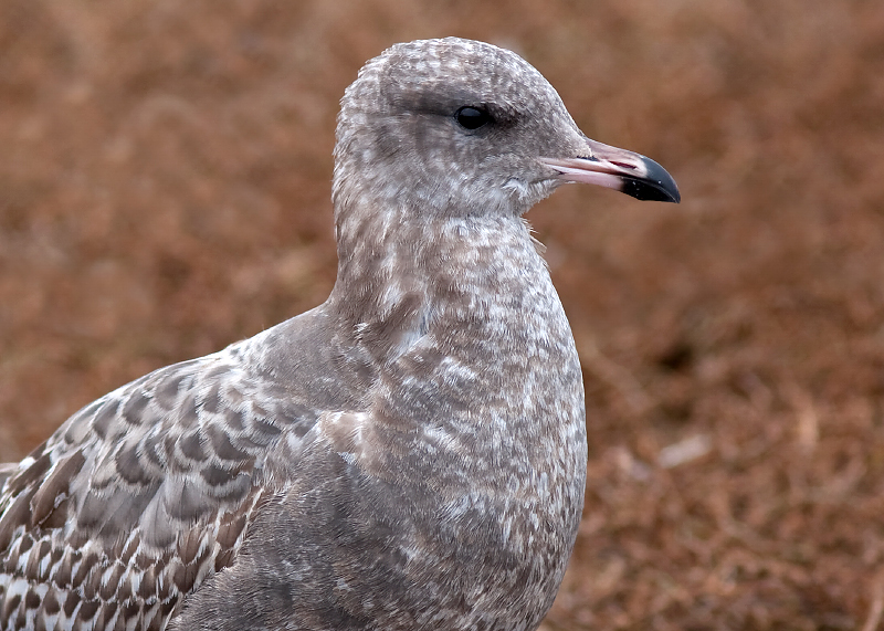 California Gull