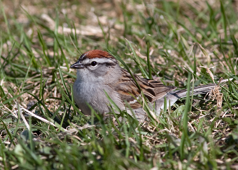 Chipping Sparrow