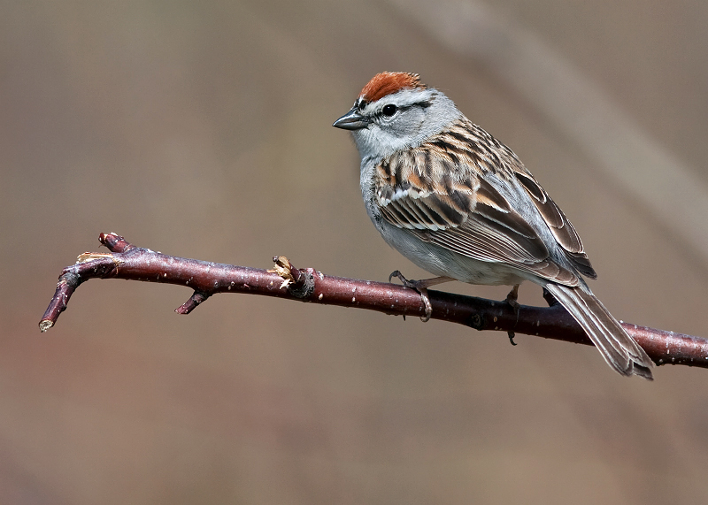 Chipping Sparrow