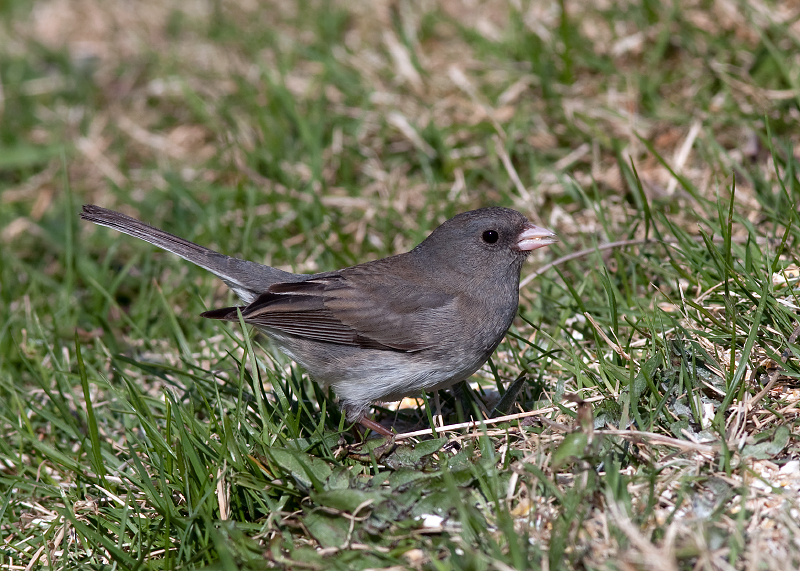 Dark-eyed Junco